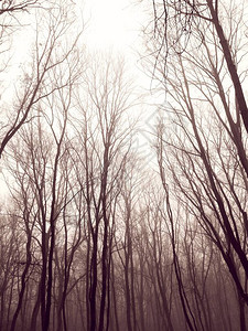 有雾的森林在冬天沉闷的一天图片