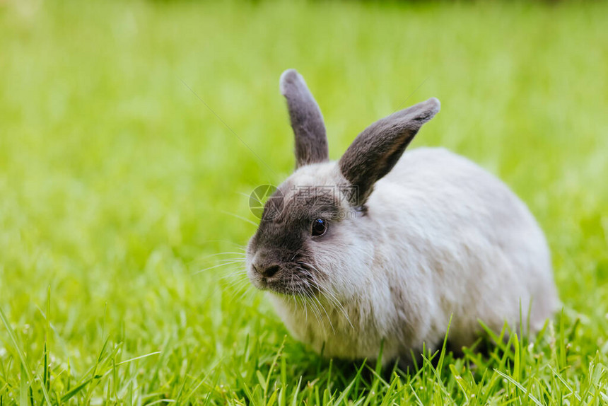 一只美丽的垂耳兔在长的绿草图片