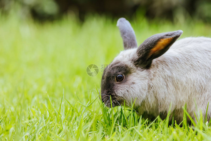 一只美丽的垂耳兔在长的绿草图片