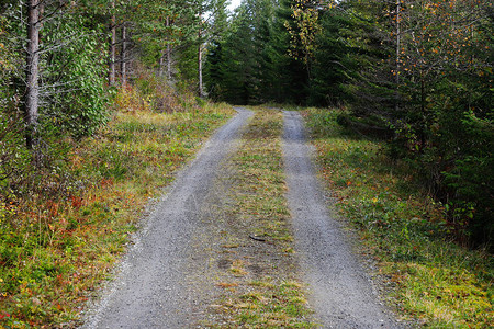 斯堪的纳维亚森林中的林道图片