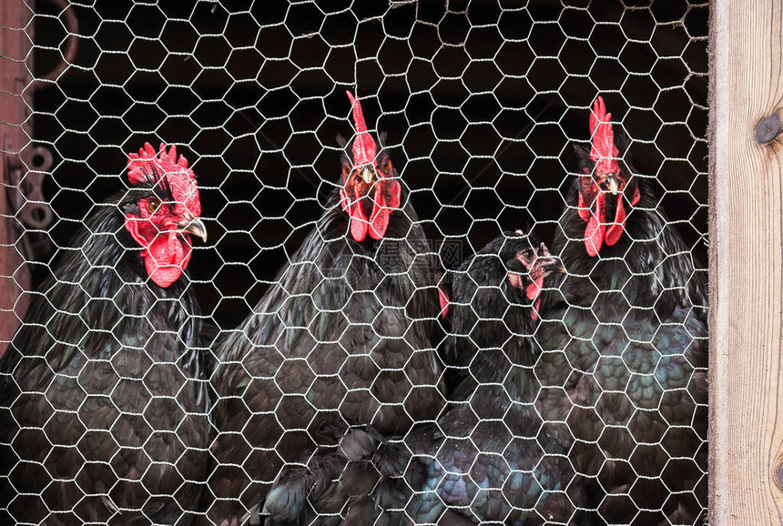 铁丝网后面的一群鸡图片
