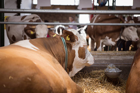 瑞士弗莱克维谷仓里的西门塔尔奶牛背景