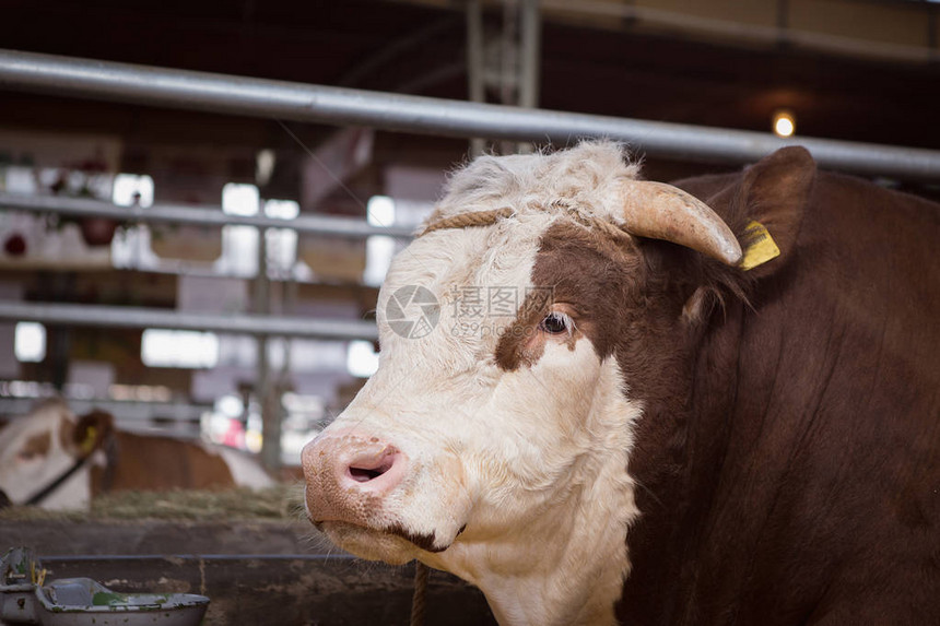 谷仓里的西门塔尔公牛图片