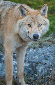 野狼动物自然动物群图片