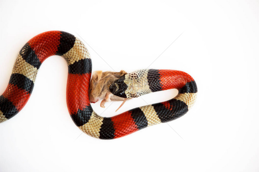 年轻的猩红色王蛇Lampropeltiselapsoides三色无毒蛇图片