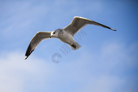 海鸟在蓝天上飞翔图片