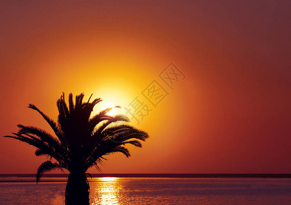 棕榈树在海滩上在美丽的红日落和阳光图片