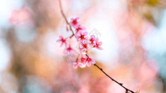 美丽的春天大自然鲜艳的粉红色花朵图片