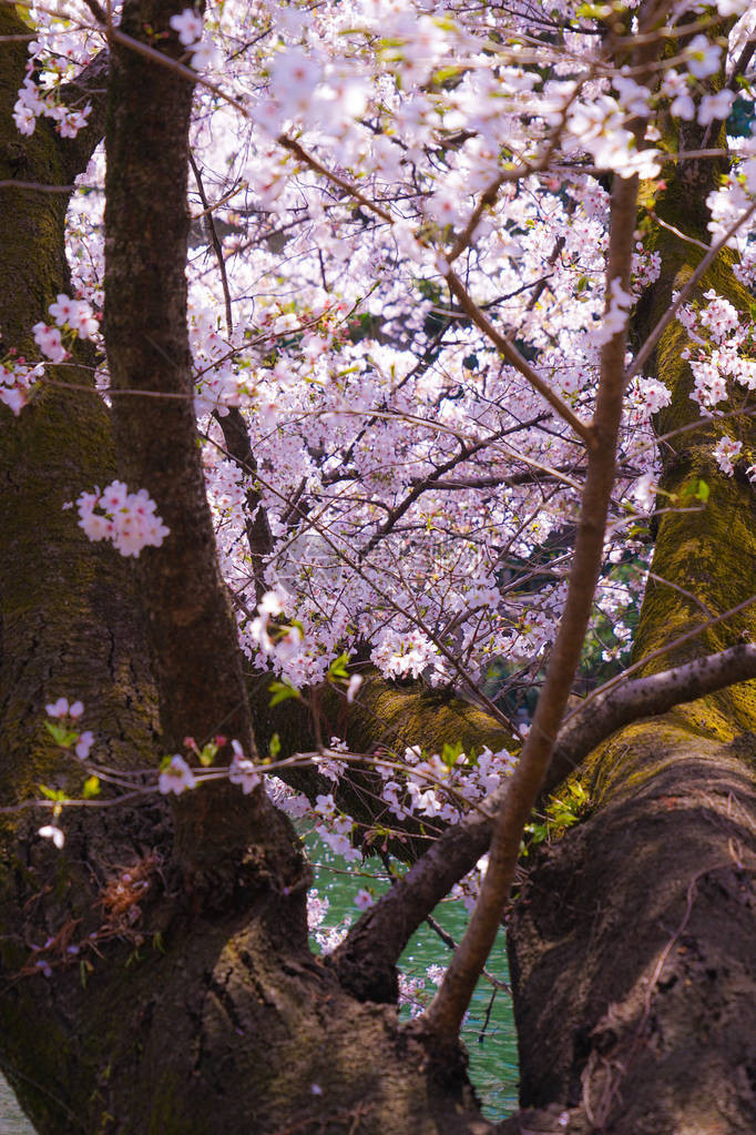 公园里盛开的樱花图片