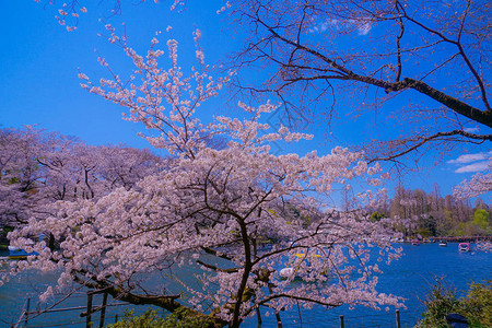 春天里盛开的粉色樱花图片