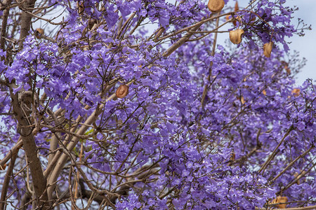 观赏春天盛开的Jacarandamimosi图片