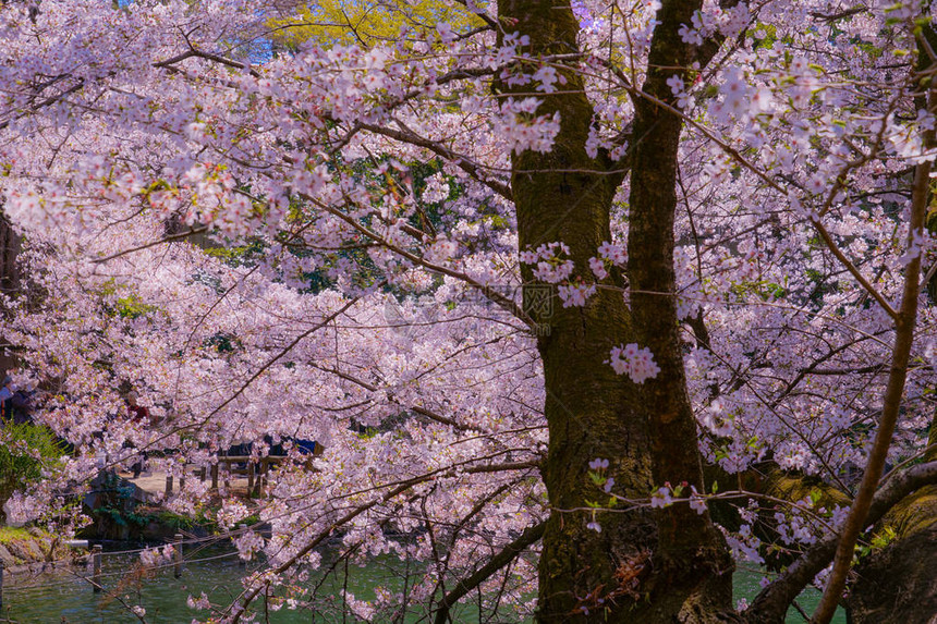公园里盛开的粉色樱花树图片