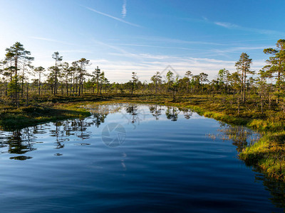 沼泽中的春天景观小沼泽湖苔藓和沼泽松树平静的沼泽水图片