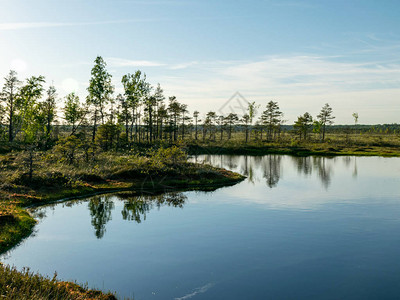 沼泽中的春天景观小沼泽湖苔藓和沼泽松树平静的沼泽水图片