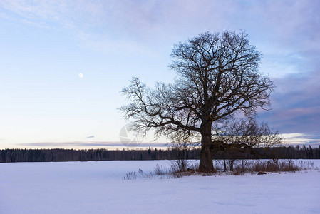 大树和老树在雪上覆盖田地日落时在乡下图片