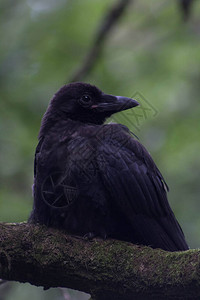基于树枝的黑乌鸦图片