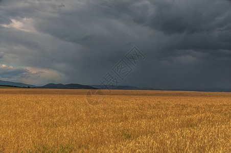 夏季雷雨前的田野背景图片