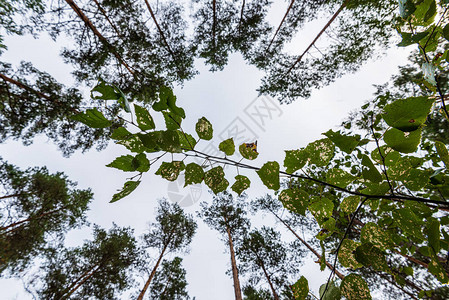 树枝和模糊背景上的叶子自然图片