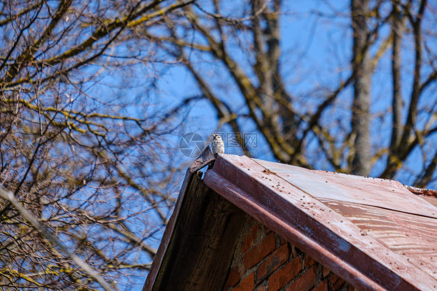 独鸟坐在屋顶上图片
