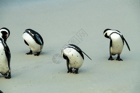 在沙滩上行走的企鹅图片