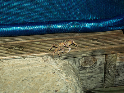 灰色沙蟹在木檐口上爬行图片