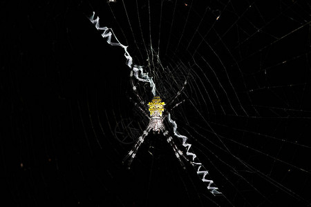 网上的热带蜘蛛捕捉猎物背景图片