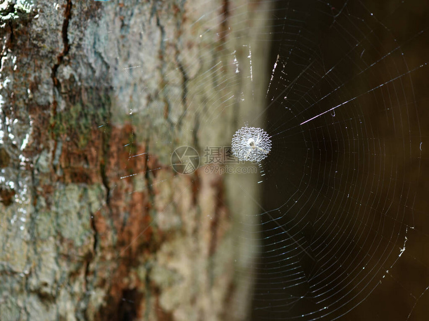 网上的热带蜘蛛捕捉猎物图片