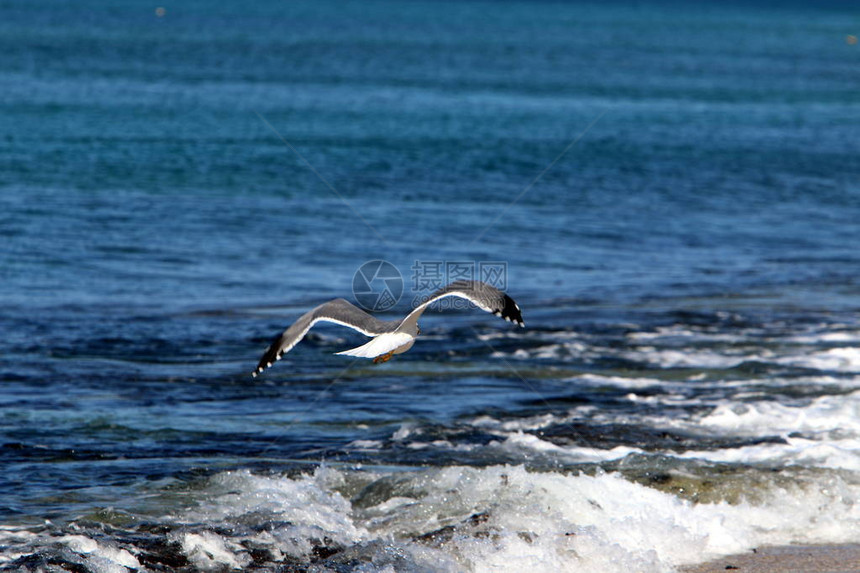 以色列北部地中海沿岸的海鸥图片