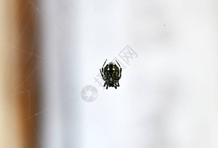 网上的热带蜘蛛捕捉猎物背景图片