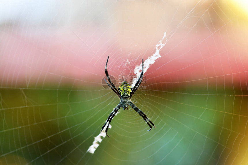 网上的热带蜘蛛捕捉猎物图片