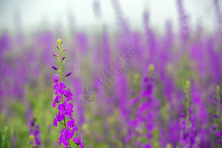 雾天下的紫色花田背景图片