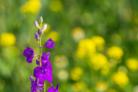 紫花田背景黄花模糊图片