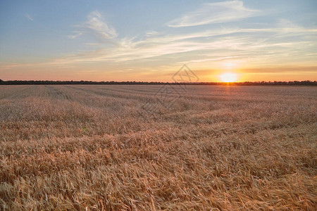 小麦成熟的田地在图片