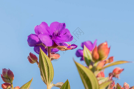紫色花朵来自植物光辉灌图片