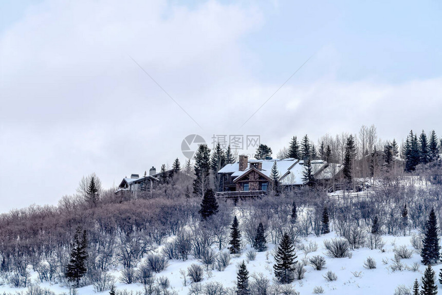 无叶树木和永生的绿树覆盖着山顶的雪上的公园城市家园图片