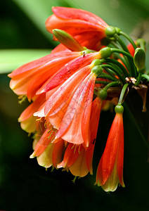 墨尔本植物园里的鲜花图片
