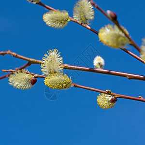 开花的柳树Salix在春天图片