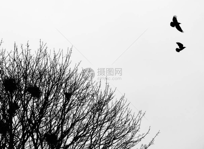 春天初春两只公鸡飞过森林树顶图片