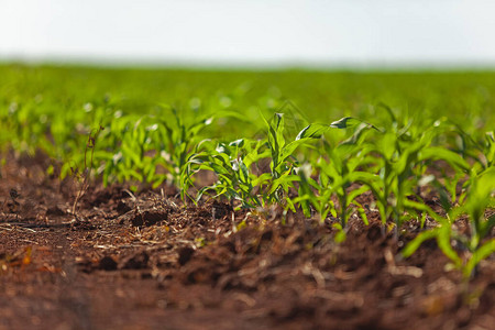 巴西农产企业玉米种植初始阶段巴西图片
