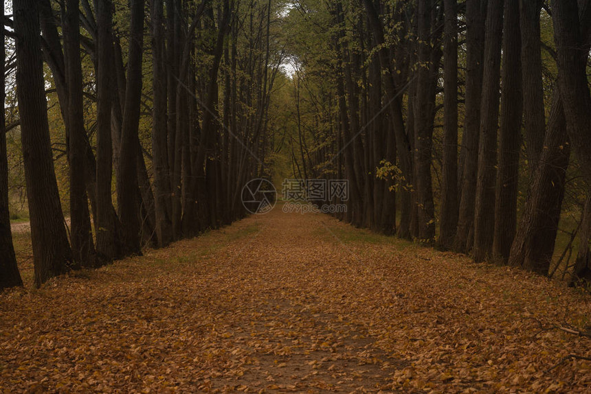 树林的路秋天的森林图片