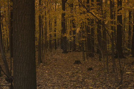 树林的路秋天的森林图片