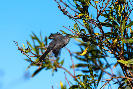 蓝色灰Gnat捕鸟张开翅膀从灌图片