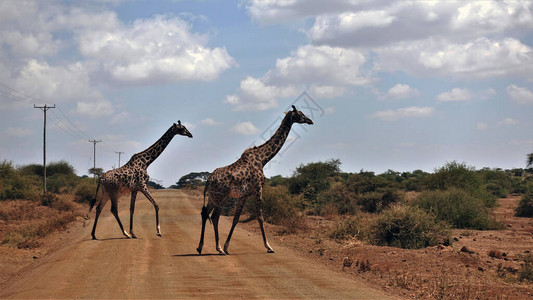 肯尼亚两只优雅的长颈鹿慢过马路长颈鹿有美丽的皮肤颜色在一条土路的旁边图片