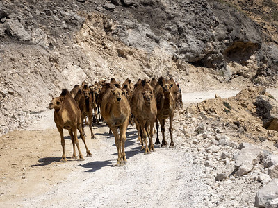 阿拉伯骆驼大篷车Camelus图片
