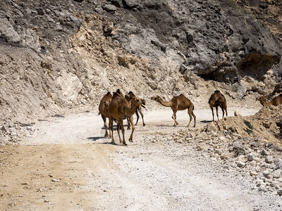 阿拉伯骆驼大篷车Camelus图片