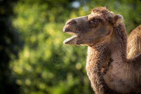 大自然中的双足骆驼肖像图片