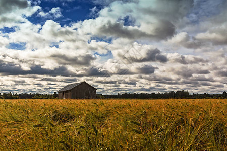 芬兰乡村夏日黑麦田中间的一座旧谷仓天空布满图片