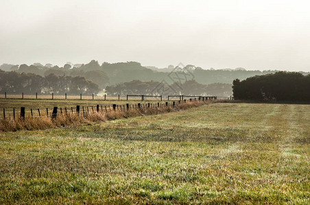 有雾的早晨在澳大利亚的乡下图片