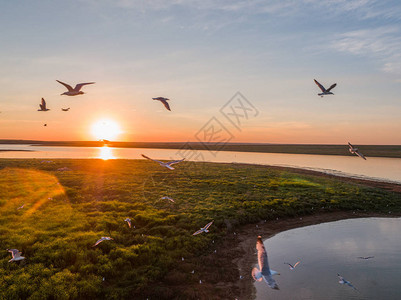 一群海鸥飞过俄罗斯河流上的鸟岛美丽的白鸟在空中盘旋日落前的时间图片