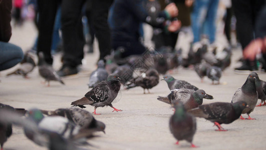 在威尼斯街上鸽子在广场的人群中徘图片